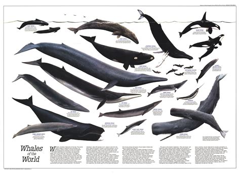 whales of the world chart